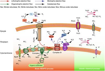 Autotrophic Fe-Driven Biological Nitrogen Removal Technologies for Sustainable Wastewater Treatment